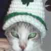 Mr Kitty K.